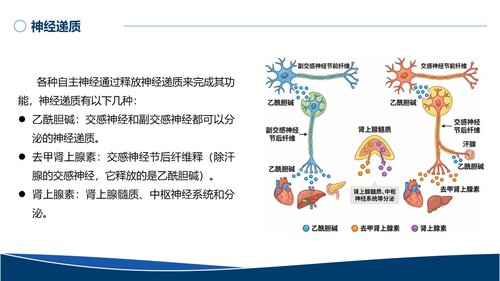a0020 血管活性药物的规范使用PPT无水印版 第6页