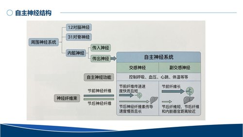 a0031 血管活性药物的规范使用PPT29页可编辑无水印 第6页