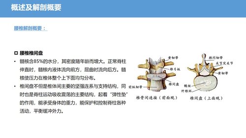 a0041 腰椎骨科护理查房腰椎间盘突出症PPTPPT38页可编辑无水印 第4页