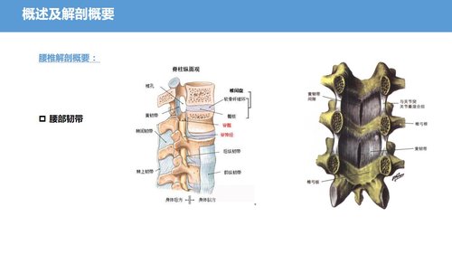 a0041 腰椎骨科护理查房腰椎间盘突出症PPTPPT38页可编辑无水印 第5页