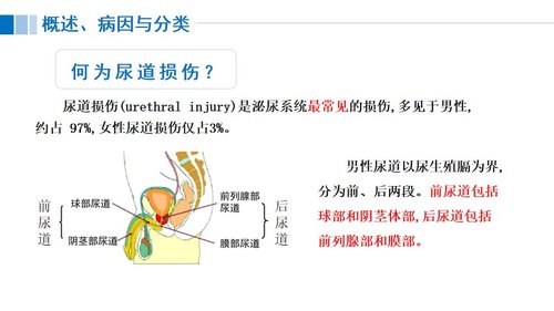a0117 尿道损伤病人的护理PPT课件21页可编辑无水印 第3页