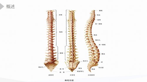 a0175 强直性脊柱炎的护理查房PPT课件45页可编辑无水印直接可用 第4页