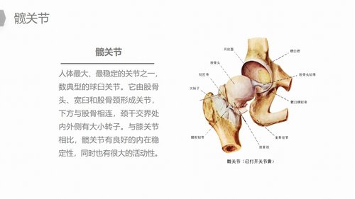 a0187 换人工髋关节预防深静脉血栓护理PPT课件22页可编辑无水印直接可用 第5页