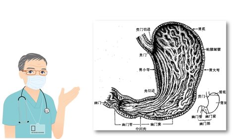 a0222 胃癌的护理查房PPT课件20页可编辑无水印直接可用 第5页
