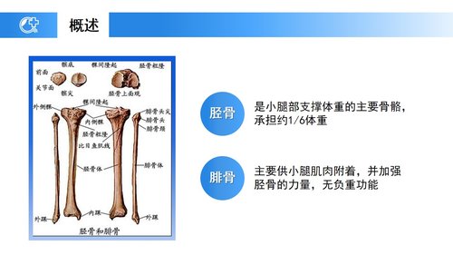 a0238 蓝色医疗模板-胫腓骨骨折护理PPT课件23页可编辑无水印直接可用 第3页