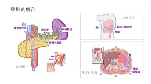 a0277 脾破裂患者的护理PPT课件33页可编辑无水印直接可用 第4页