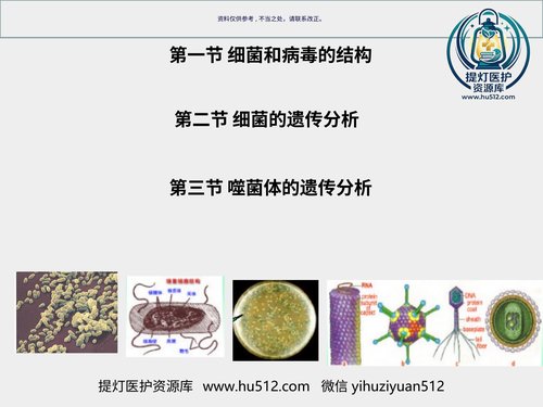 a01124 细菌和病毒的遗传 20页PPT文档可编辑无水印直接可用