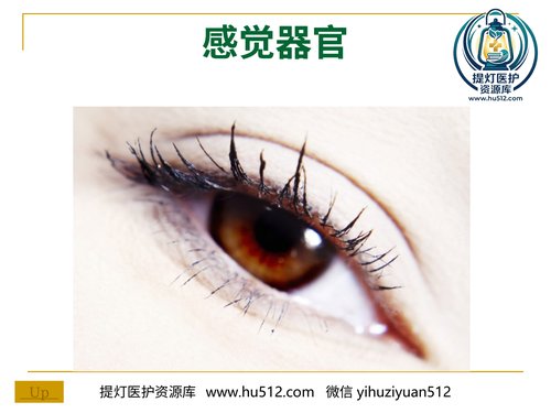 a01262 感觉器-眼 20页PPT文档可编辑无水印直接可用
