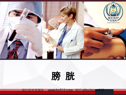 a01654 膀胱解剖及临床 PPT 14页PPT课件可编辑无水印直接可用